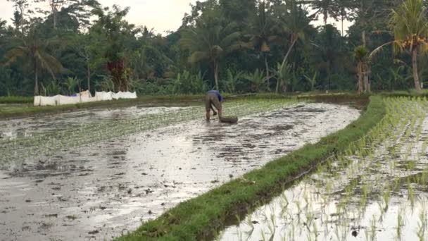 农民种下了水稻 — 图库视频影像