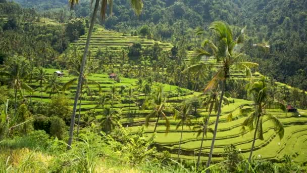 Ris terrass i tropisk djungel — Stockvideo
