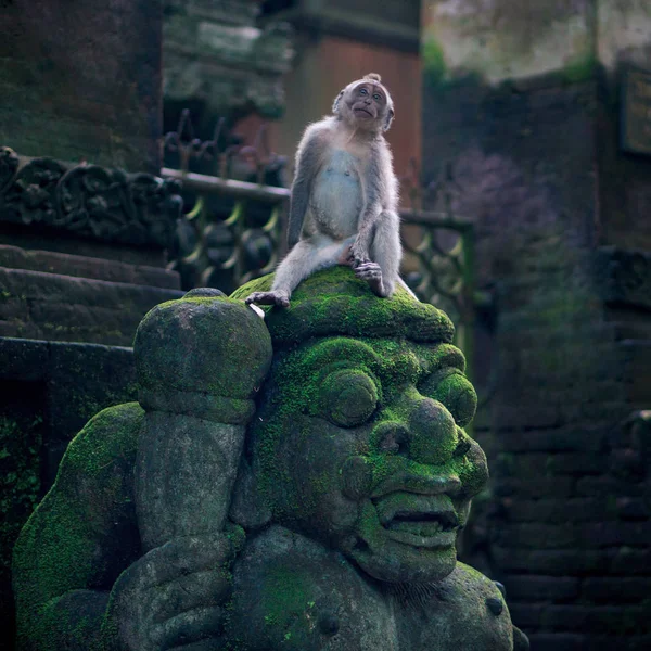 Macaque on the moss-grown statue in Ubud monkey forest — Stock Photo, Image