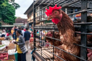 İçinde belgili tanımlık kafes horoz