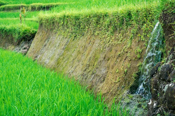 Irrigazione della terrazza di riso — Foto Stock