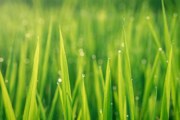 Groene grasachtergrond — Stockfoto