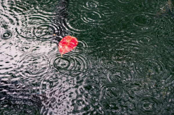 Rotes Blatt im Teich — Stockfoto