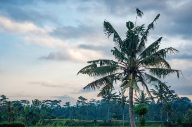 Palmiye ağacı Bali