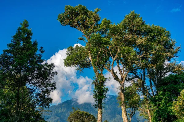 Cime degli alberi nel cielo blu — Foto Stock