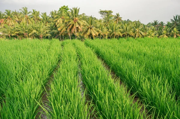 Grönskande ricefield — Stockfoto