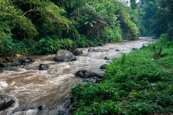 Fiume della foresta — Foto Stock