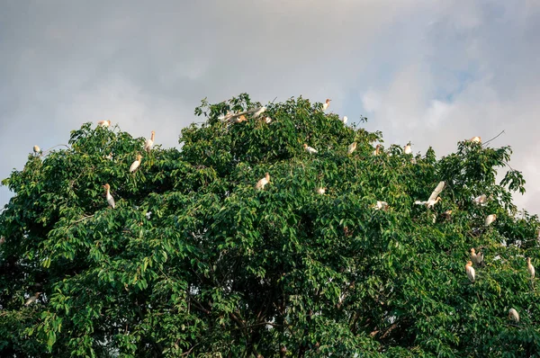 Цапли на дереве — стоковое фото