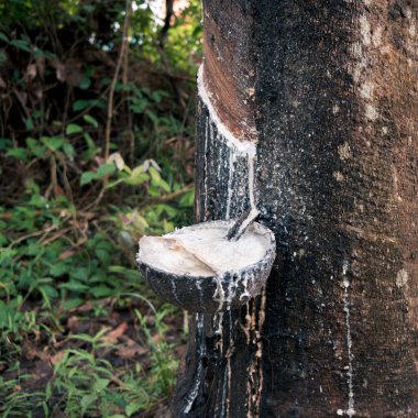 Lateks çıkarma kauçuk ağacı