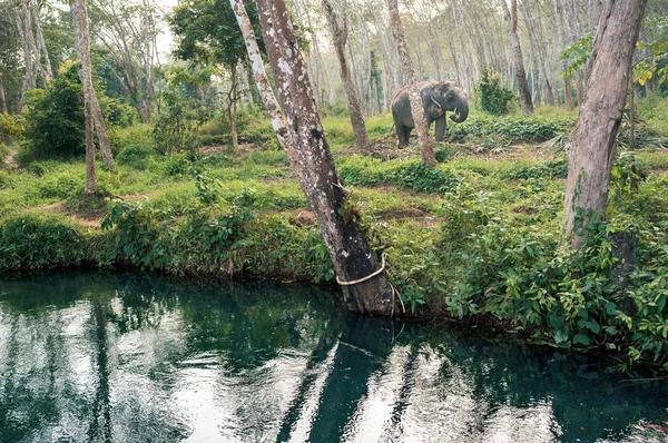 코끼리는 물을 장소에가 — 스톡 사진