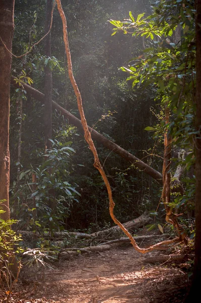 Natuurlijke trail — Stockfoto