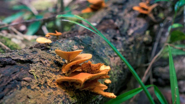 Tropikalne grzyby — Zdjęcie stockowe