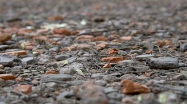 İş yerinde Leafcutter karıncalar