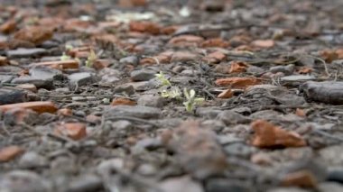 İş yerinde Leafcutter karıncalar