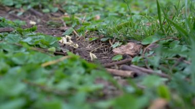 İş yerinde Leafcutter karıncalar