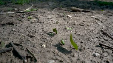 İş yerinde Leafcutter karıncalar