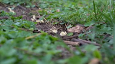 İş yerinde Leafcutter karıncalar