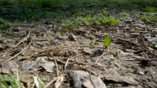 Leafcutter ants at work — Stock Video