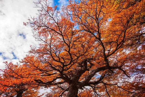 Goldener Wald in Patagonien — Stockfoto