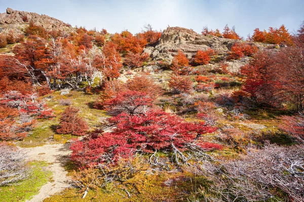 Forêt dorée en Patagonie — Photo