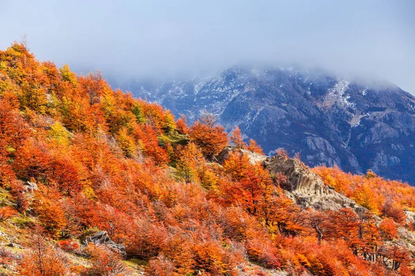 Bosque dorado en Patagonia — Foto de Stock