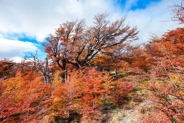 Foresta dorata in Patagonia — Foto Stock