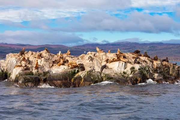 Robbeninsel bei Uhuaia — Stockfoto