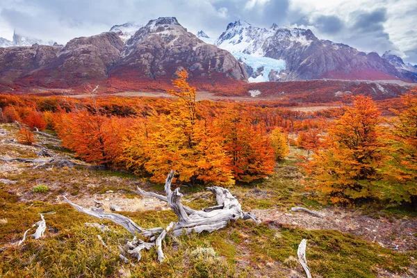 Forêt dorée en Patagonie — Photo
