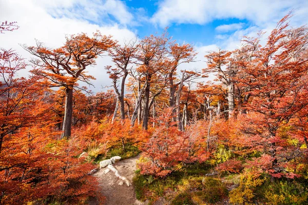 Foresta dorata in Patagonia — Foto Stock