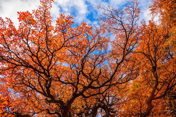 Goldener Wald in Patagonien — Stockfoto