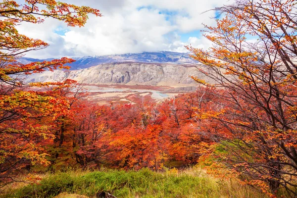Foresta dorata in Patagonia — Foto Stock
