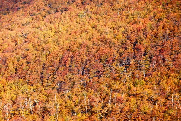Golden autumn forest background — Stock Photo, Image