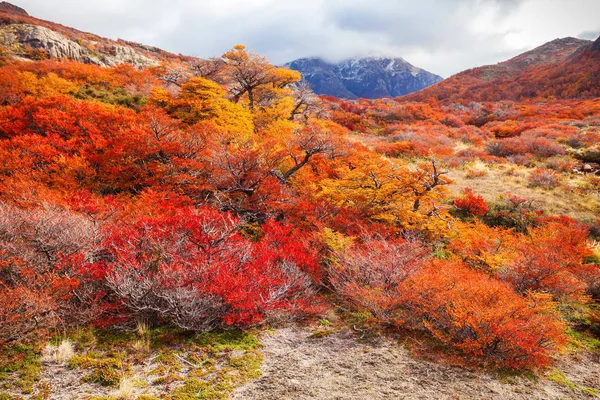 Goldener Wald in Patagonien — Stockfoto