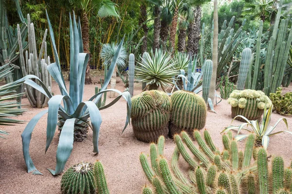 The Majorelle Garden — Stock Photo, Image