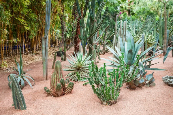 The Majorelle Garden — Stock Photo, Image