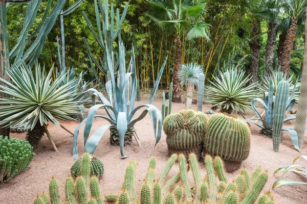 Majorelle Bahçe — Stok fotoğraf