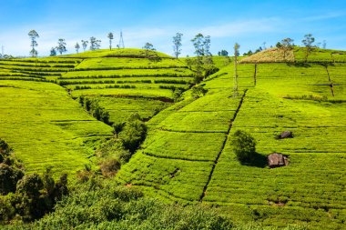 Nuwara Eliya tea plantation clipart