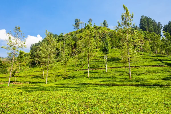 Nuwara Eliya tea plantation — Stock Photo, Image