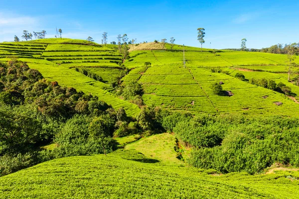 Чайная плантация Нувара Элия — стоковое фото