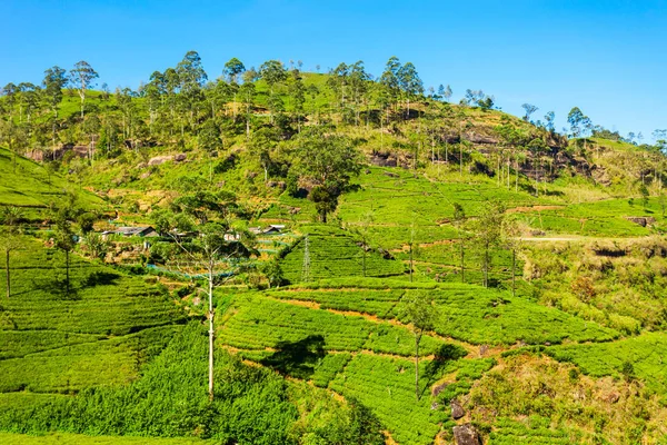 Nuwara Eliya tea ültetvény — Stock Fotó