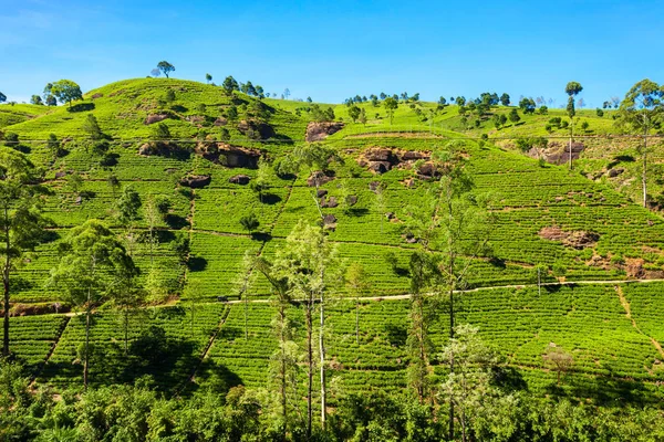 Nuwara Eliya tea plantation — Stock Photo, Image