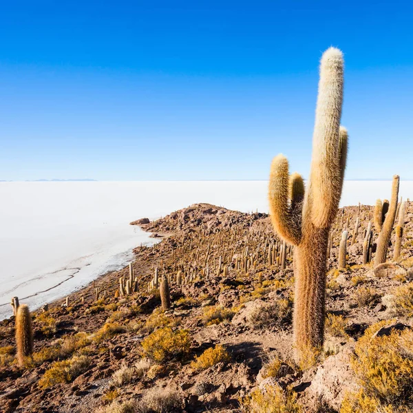 Isla Cactus, Uyuni — Foto de Stock