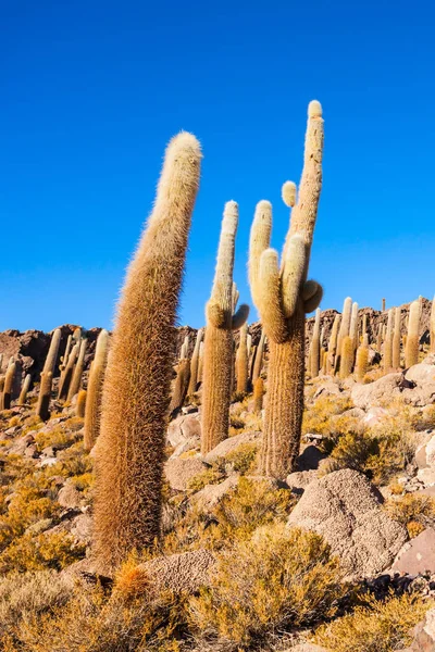 Cactus Island, Uyuni — Stock Photo, Image