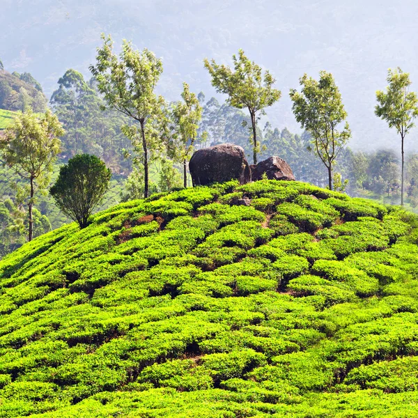 Çay plantasyon içinde Hindistan — Stok fotoğraf