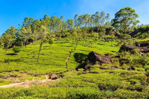 Nuwara Eliya tea ültetvény — Stock Fotó