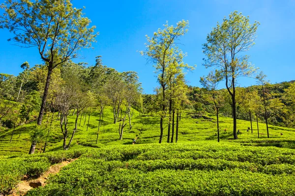 Nuwara Eliya tea plantation — Stock Photo, Image