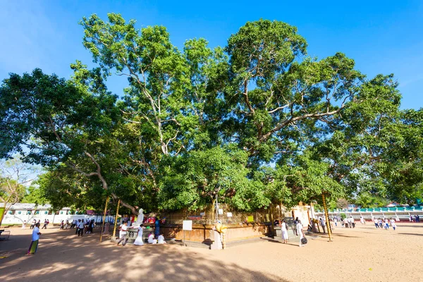 बो वृक्ष, कटारागामा मंदिर — स्टॉक फोटो, इमेज