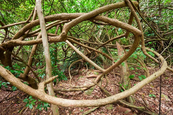 Parco della Foresta Reale di Udawattakele — Foto Stock