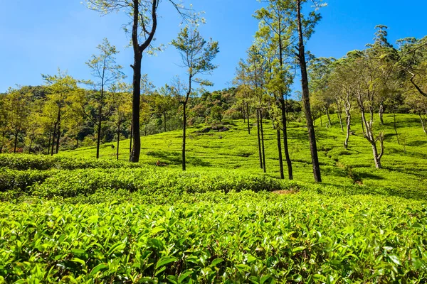 Nuwara Eliya plantação de chá — Fotografia de Stock
