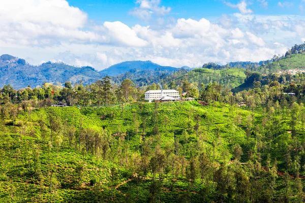 Theefabriek, Sri Lanka. — Stockfoto